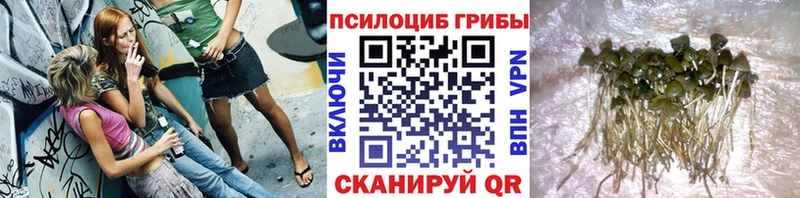 Псилоцибиновые грибы Psilocybe наркота Лабинск